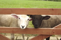 lambs.jpg